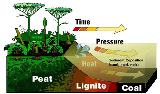 How Coal was formed? - GKToday