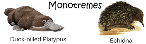 Salient Features and Types of Mammals: Monotremes, Marsupials