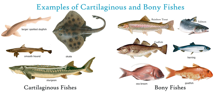 Fish examples. Cartilaginous Fish. Bony Fish Heart. Difference between Fish and Fishes.