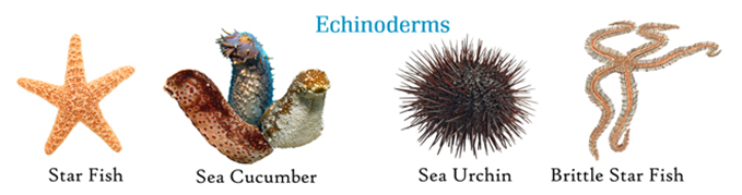 Echinoderms GKToday