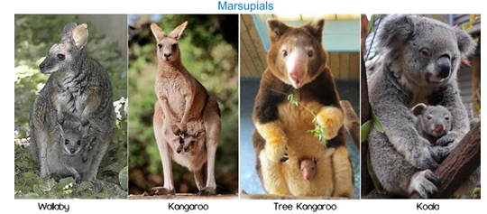 Salient Features and Types of Mammals: Monotremes, Marsupials