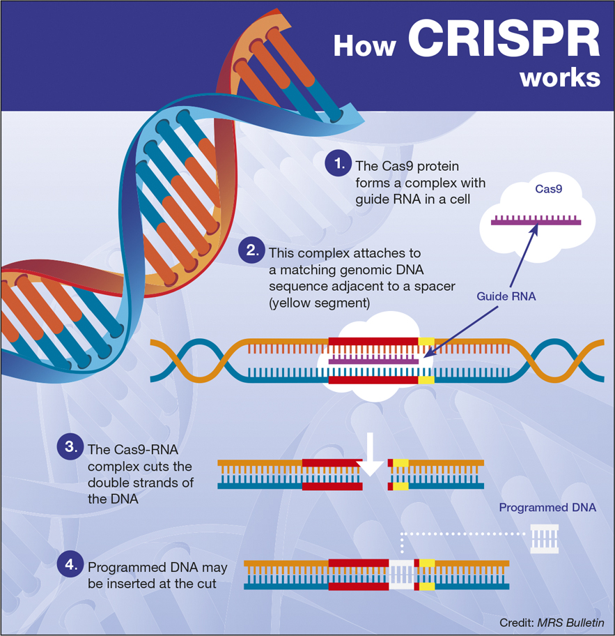 CRISPR/CAS9 Technology: Meaning, Scope, Ethical and Safety Concerns