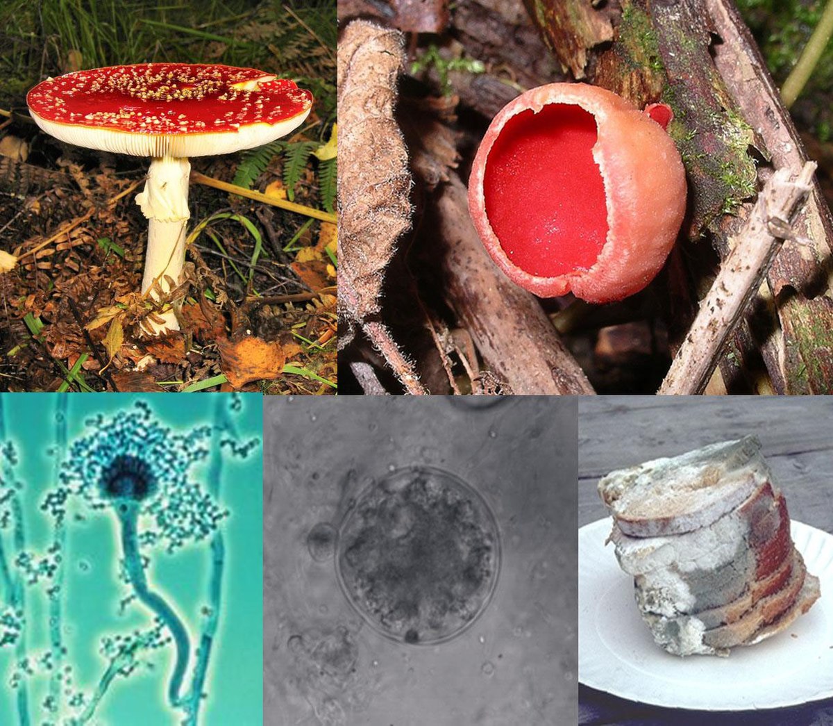 Use of Algae and Fungi in Everyday Life