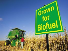 Biofuel Crops