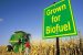Biofuel Crops