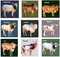 Indigenous Cattle Breeds