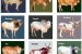 Indigenous Cattle Breeds