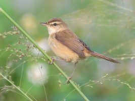 Reed warbler
