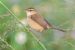 Reed warbler