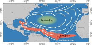 Sargasso Sea