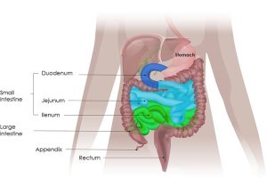 Small Intenstine