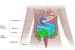 Small Intenstine