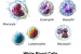 White Blood Cells