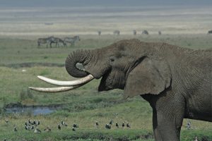 Elephant Tusks