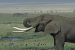 Elephant Tusks