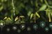 Integrated Nutrient Management