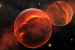 Gliese 229b