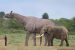 Largest Land Animals