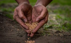 Seed Sovereignty