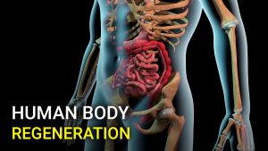 Human Organ Regeneration