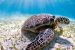 Turtles