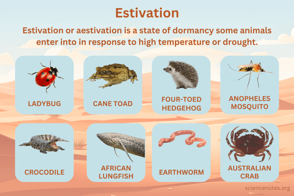 Aestivation