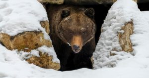 Hibernation