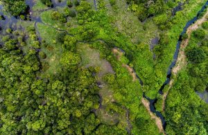 Tropical Peatlands