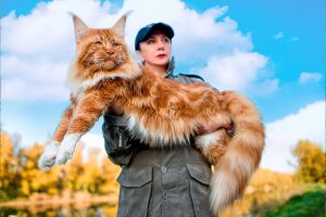 Maine Coon