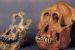 Paleoanthropology