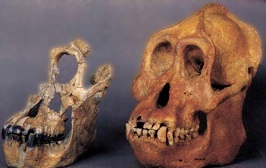 Paleoanthropology