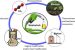 Bioalcohols