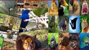 Biodiversity of India