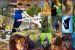 Biodiversity of India