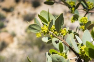 Jojoba Plant and Desertification