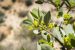 Jojoba Plant and Desertification