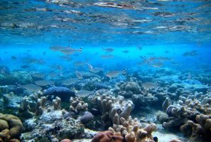 Marine Protected Area