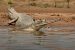 National Chambal (Gharial) Wildlife Sanctuary)