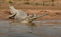 National Chambal (Gharial) Wildlife Sanctuary)
