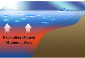 Oxygen minimum zone