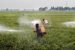 Pesticides