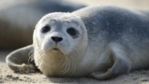 Wadden Sea Agreement
