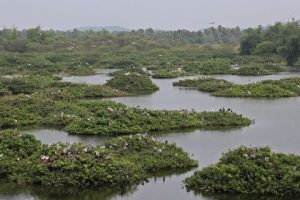 Wetlands of India
