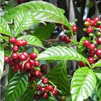 Coffea Arabica
