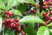 Coffea Arabica