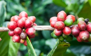 Coffea liberica
