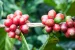 Coffea liberica