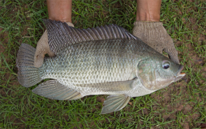 Fish production and export in India