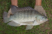 Fish production and export in India