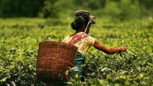 India Tea Exports